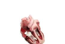 CroíValve closes expanded Series B at $36M CroíValve closes expanded Series B at $36M